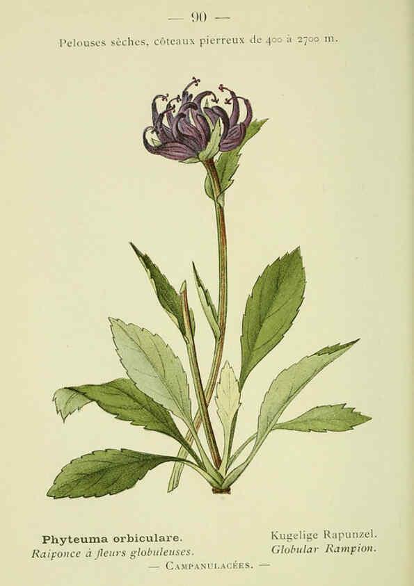 Reproducción/Reproduction 6298287587: Nouvelle flore coloriée de poche des Alpes et des Pyrénées. v.1. Paris,Klincksieck,1906-1912