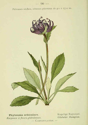 Reproducción/Reproduction 6298287587: Nouvelle flore coloriée de poche des Alpes et des Pyrénées. v.1. Paris,Klincksieck,1906-1912