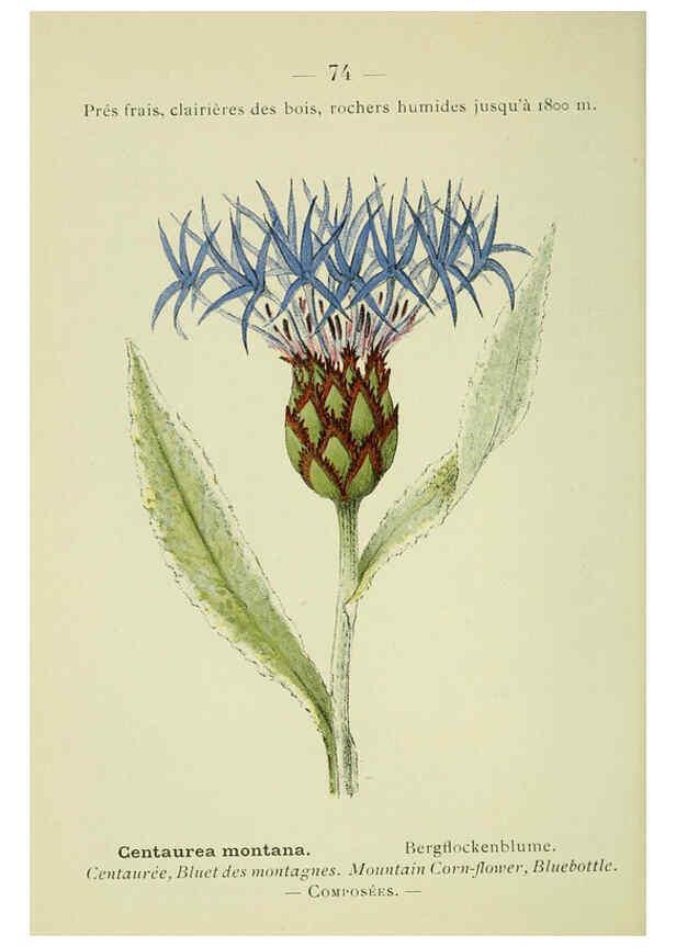 Reproducción/Reproduction 6298814236: Nouvelle flore coloriée de poche des Alpes et des Pyrénées. v.1. Paris,Klincksieck,1906-1912