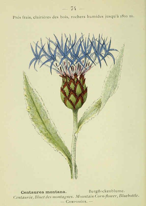 Reproducción/Reproduction 6298814236: Nouvelle flore coloriée de poche des Alpes et des Pyrénées. v.1. Paris,Klincksieck,1906-1912