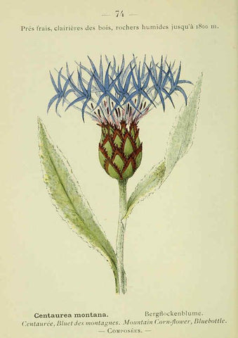 Reproducción/Reproduction 6298814236: Nouvelle flore coloriée de poche des Alpes et des Pyrénées. v.1. Paris,Klincksieck,1906-1912