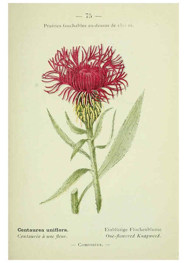 Reproducción/Reproduction 6298283221: Nouvelle flore coloriée de poche des Alpes et des Pyrénées. v.1. Paris,Klincksieck,1906-1912