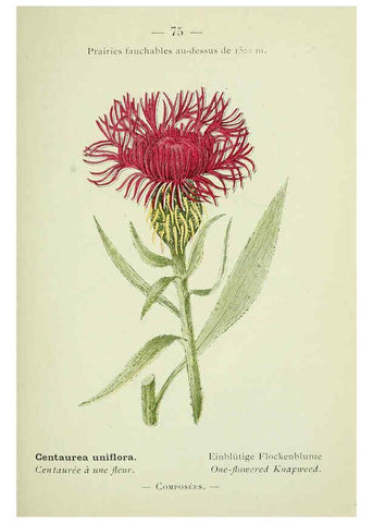 Reproducción/Reproduction 6298283221: Nouvelle flore coloriée de poche des Alpes et des Pyrénées. v.1. Paris,Klincksieck,1906-1912