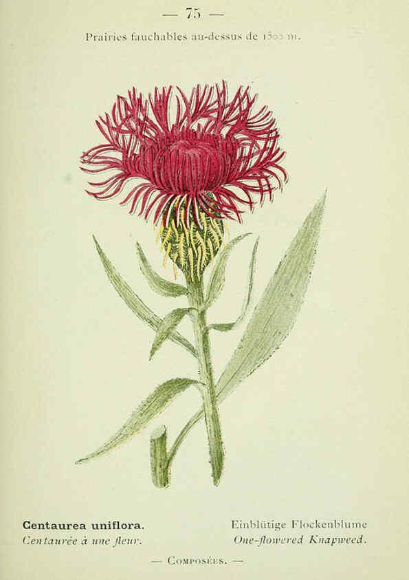Reproducción/Reproduction 6298283221: Nouvelle flore coloriée de poche des Alpes et des Pyrénées. v.1. Paris,Klincksieck,1906-1912