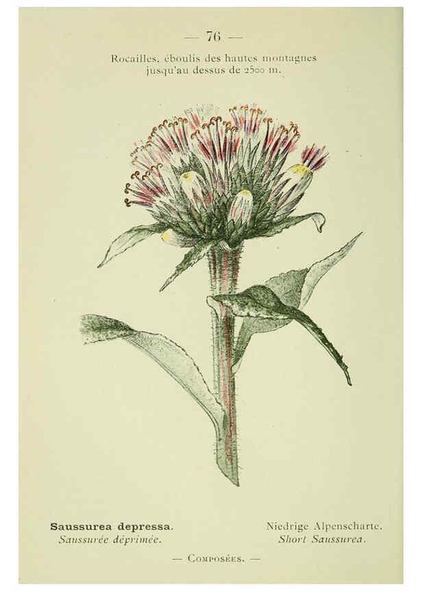 Reproducción/Reproduction 6298814758: Nouvelle flore coloriée de poche des Alpes et des Pyrénées. v.1. Paris,Klincksieck,1906-1912