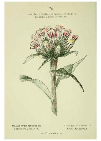 Reproducción/Reproduction 6298814758: Nouvelle flore coloriée de poche des Alpes et des Pyrénées. v.1. Paris,Klincksieck,1906-1912