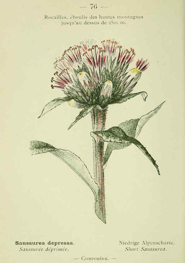 Reproducción/Reproduction 6298814758: Nouvelle flore coloriée de poche des Alpes et des Pyrénées. v.1. Paris,Klincksieck,1906-1912