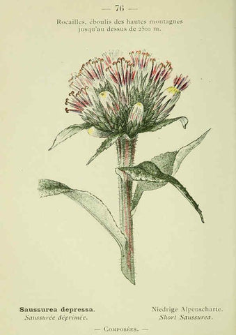 Reproducción/Reproduction 6298814758: Nouvelle flore coloriée de poche des Alpes et des Pyrénées. v.1. Paris,Klincksieck,1906-1912
