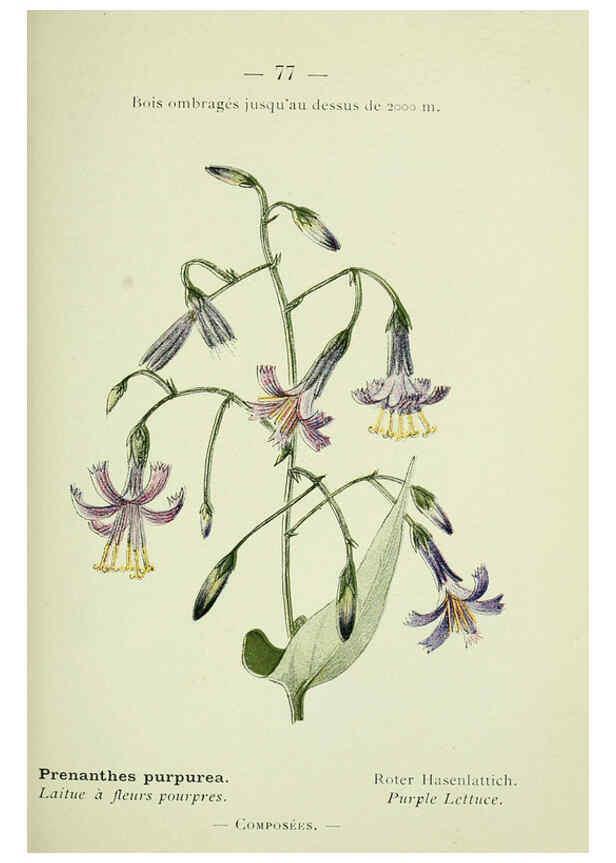 Reproducción/Reproduction 6298283805: Nouvelle flore coloriée de poche des Alpes et des Pyrénées. v.1. Paris,Klincksieck,1906-1912