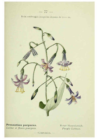 Reproducción/Reproduction 6298283805: Nouvelle flore coloriée de poche des Alpes et des Pyrénées. v.1. Paris,Klincksieck,1906-1912