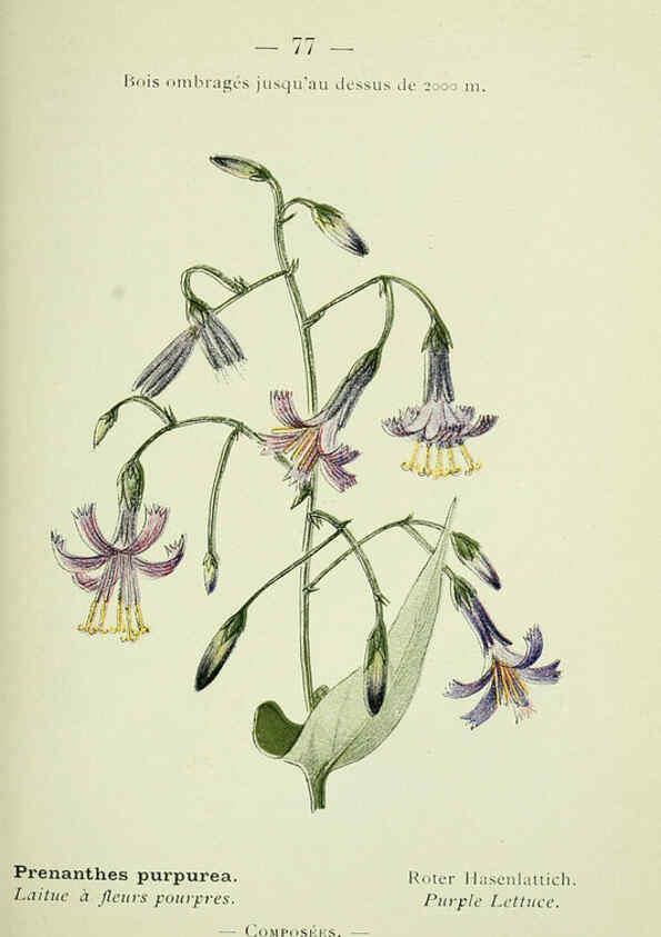 Reproducción/Reproduction 6298283805: Nouvelle flore coloriée de poche des Alpes et des Pyrénées. v.1. Paris,Klincksieck,1906-1912