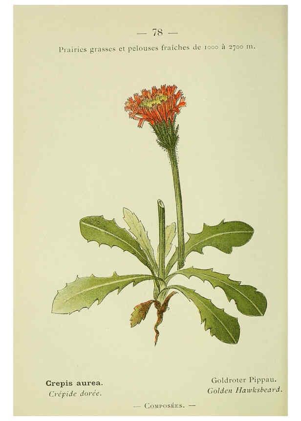 Reproducción/Reproduction 6298284139: Nouvelle flore coloriée de poche des Alpes et des Pyrénées. v.1. Paris,Klincksieck,1906-1912