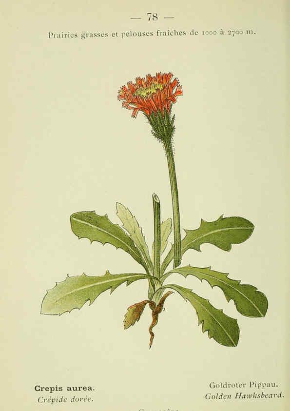 Reproducción/Reproduction 6298284139: Nouvelle flore coloriée de poche des Alpes et des Pyrénées. v.1. Paris,Klincksieck,1906-1912