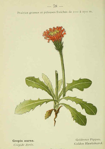 Reproducción/Reproduction 6298284139: Nouvelle flore coloriée de poche des Alpes et des Pyrénées. v.1. Paris,Klincksieck,1906-1912