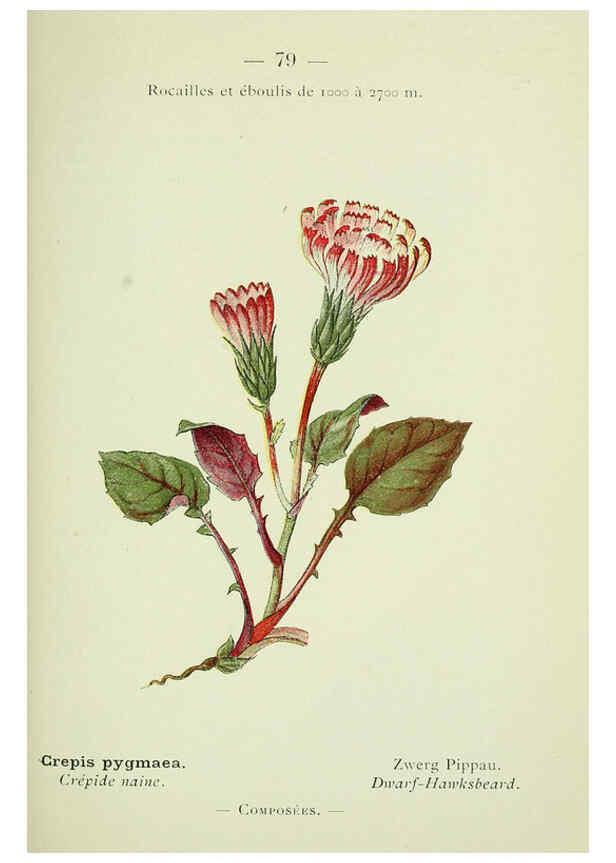 Reproducción/Reproduction 6298284405: Nouvelle flore coloriée de poche des Alpes et des Pyrénées. v.1. Paris,Klincksieck,1906-1912