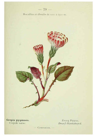 Reproducción/Reproduction 6298284405: Nouvelle flore coloriée de poche des Alpes et des Pyrénées. v.1. Paris,Klincksieck,1906-1912