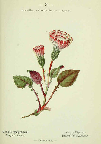 Reproducción/Reproduction 6298284405: Nouvelle flore coloriée de poche des Alpes et des Pyrénées. v.1. Paris,Klincksieck,1906-1912