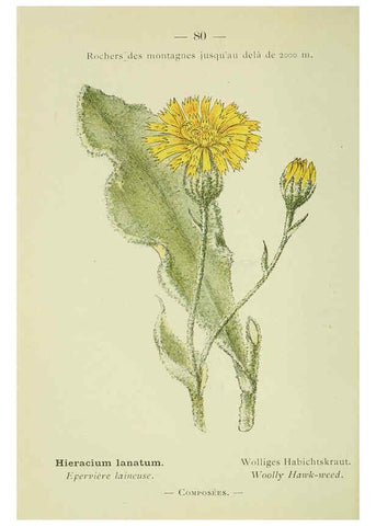 Reproducción/Reproduction 6298815946: Nouvelle flore coloriée de poche des Alpes et des Pyrénées. v.1. Paris,Klincksieck,1906-1912