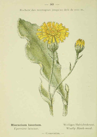 Reproducción/Reproduction 6298815946: Nouvelle flore coloriée de poche des Alpes et des Pyrénées. v.1. Paris,Klincksieck,1906-1912