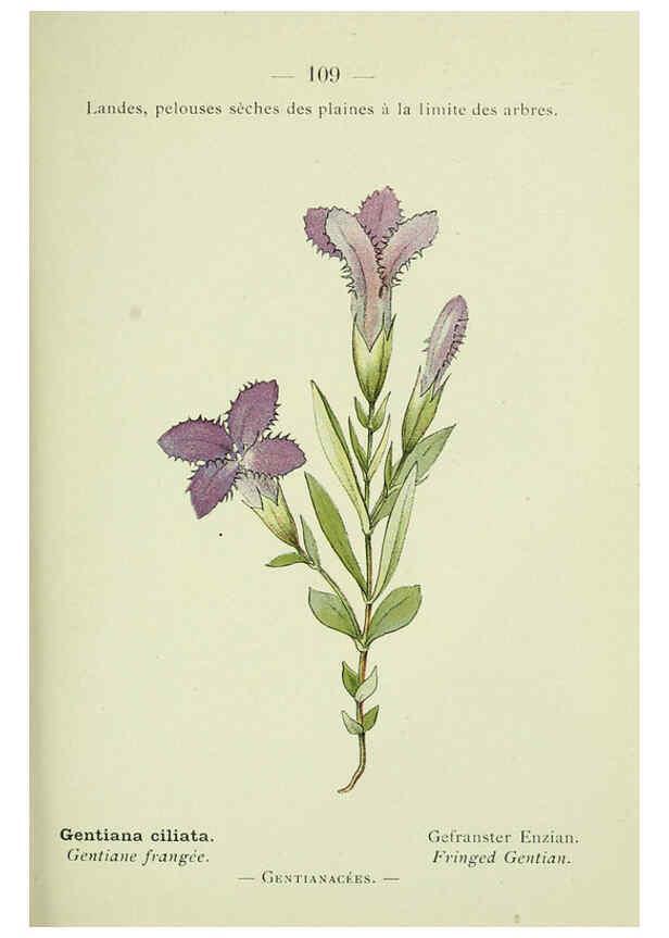 Reproducción/Reproduction 6298824586: Nouvelle flore coloriée de poche des Alpes et des Pyrénées. v.1. Paris,Klincksieck,1906-1912