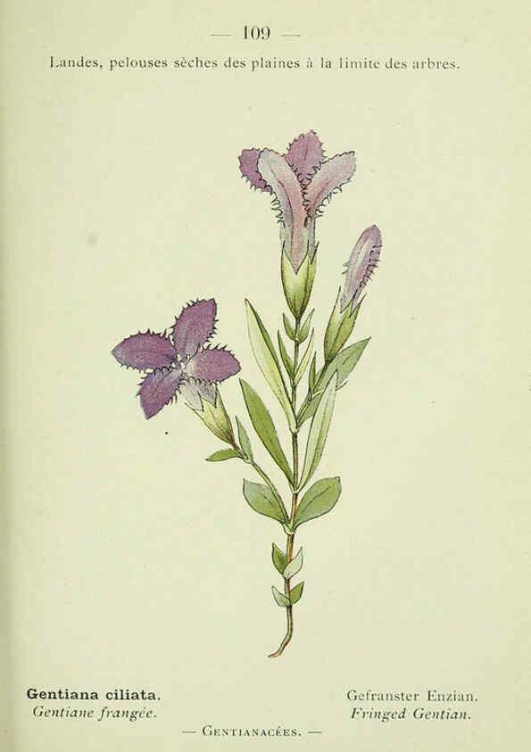 Reproducción/Reproduction 6298824586: Nouvelle flore coloriée de poche des Alpes et des Pyrénées. v.1. Paris,Klincksieck,1906-1912
