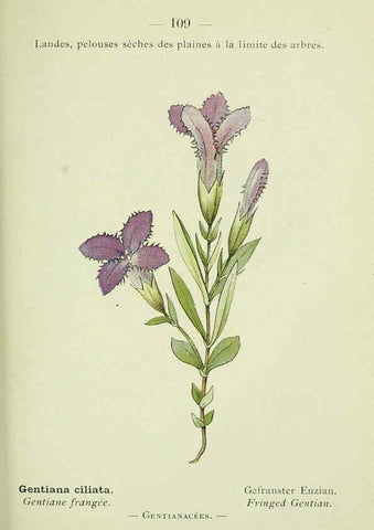 Reproducción/Reproduction 6298824586: Nouvelle flore coloriée de poche des Alpes et des Pyrénées. v.1. Paris,Klincksieck,1906-1912
