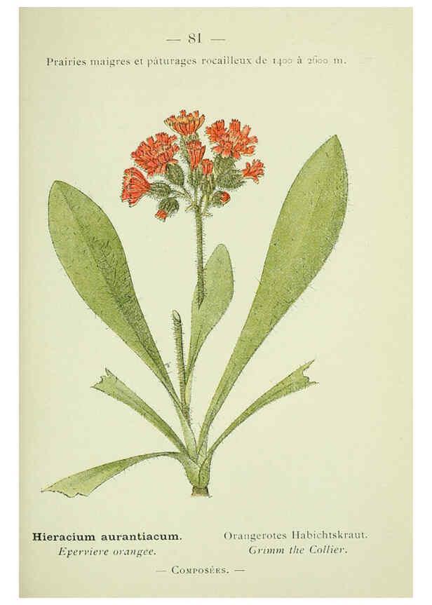 Reproducción/Reproduction 6298816320: Nouvelle flore coloriée de poche des Alpes et des Pyrénées. v.1. Paris,Klincksieck,1906-1912
