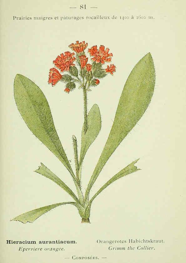 Reproducción/Reproduction 6298816320: Nouvelle flore coloriée de poche des Alpes et des Pyrénées. v.1. Paris,Klincksieck,1906-1912