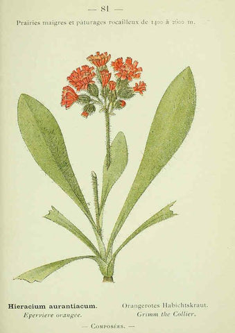 Reproducción/Reproduction 6298816320: Nouvelle flore coloriée de poche des Alpes et des Pyrénées. v.1. Paris,Klincksieck,1906-1912