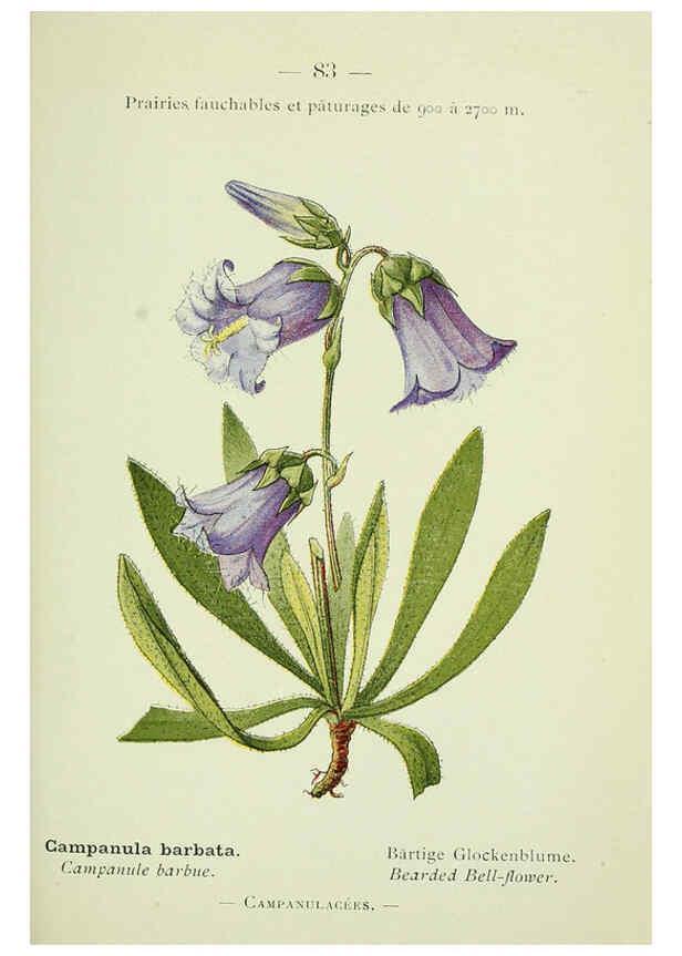 Reproducción/Reproduction 6298816870: Nouvelle flore coloriée de poche des Alpes et des Pyrénées. v.1. Paris,Klincksieck,1906-1912