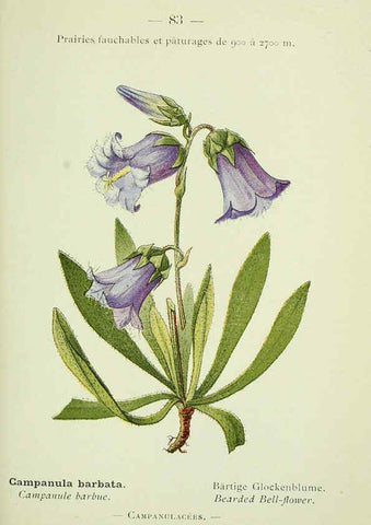 Reproducción/Reproduction 6298816870: Nouvelle flore coloriée de poche des Alpes et des Pyrénées. v.1. Paris,Klincksieck,1906-1912