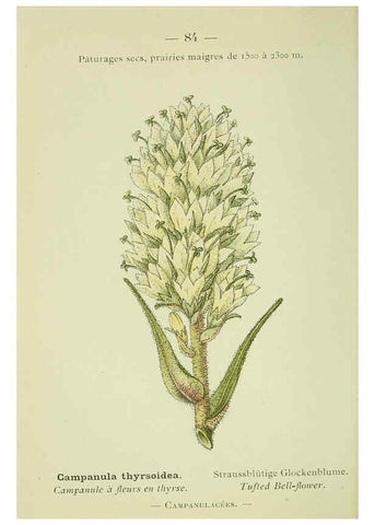 Reproducción/Reproduction 6298817106: Nouvelle flore coloriée de poche des Alpes et des Pyrénées. v.1. Paris,Klincksieck,1906-1912