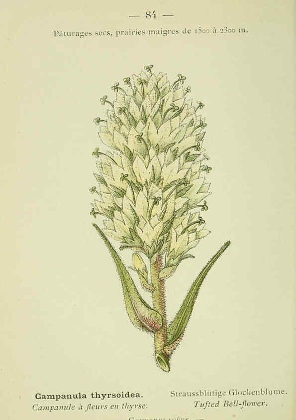 Reproducción/Reproduction 6298817106: Nouvelle flore coloriée de poche des Alpes et des Pyrénées. v.1. Paris,Klincksieck,1906-1912