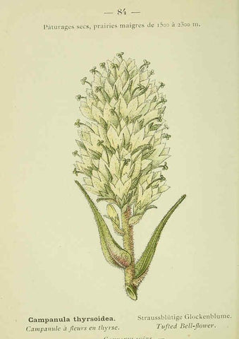 Reproducción/Reproduction 6298817106: Nouvelle flore coloriée de poche des Alpes et des Pyrénées. v.1. Paris,Klincksieck,1906-1912