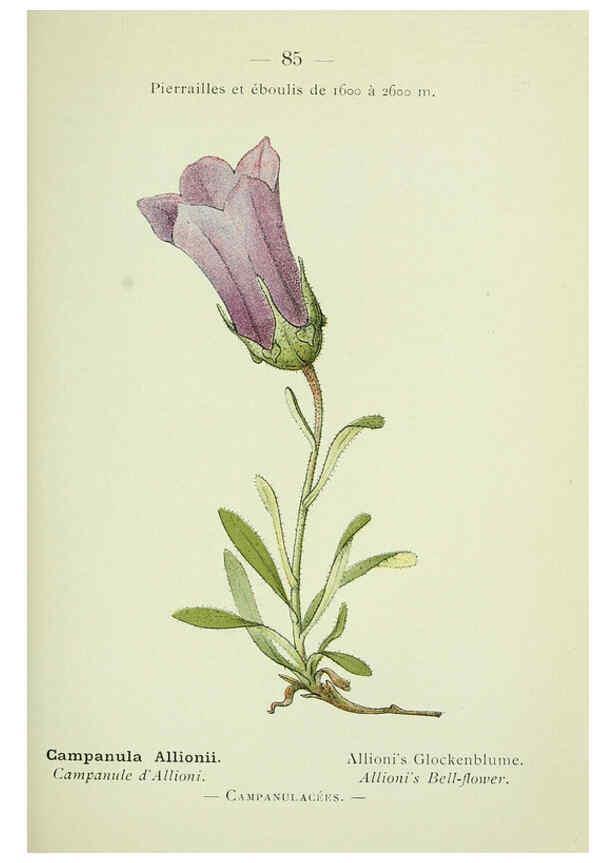 Reproducción/Reproduction 6298286253: Nouvelle flore coloriée de poche des Alpes et des Pyrénées. v.1. Paris,Klincksieck,1906-1912