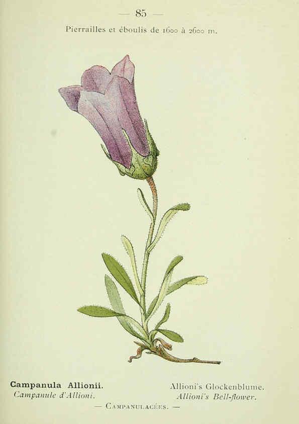 Reproducción/Reproduction 6298286253: Nouvelle flore coloriée de poche des Alpes et des Pyrénées. v.1. Paris,Klincksieck,1906-1912