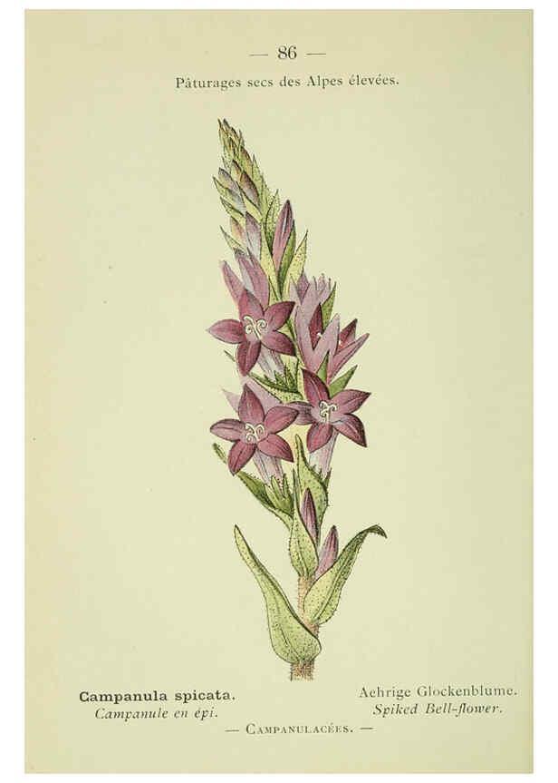 Reproducción/Reproduction 6298286489: Nouvelle flore coloriée de poche des Alpes et des Pyrénées. v.1. Paris,Klincksieck,1906-1912