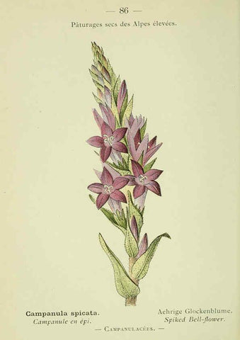 Reproducción/Reproduction 6298286489: Nouvelle flore coloriée de poche des Alpes et des Pyrénées. v.1. Paris,Klincksieck,1906-1912