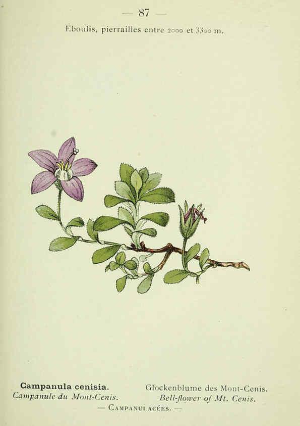Reproducción/Reproduction 6298286815: Nouvelle flore coloriée de poche des Alpes et des Pyrénées. v.1. Paris,Klincksieck,1906-1912