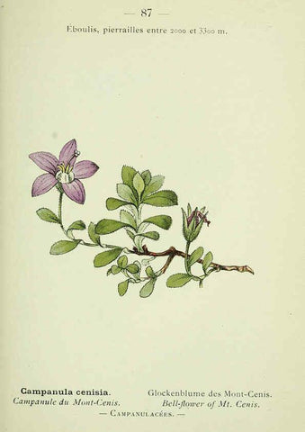 Reproducción/Reproduction 6298286815: Nouvelle flore coloriée de poche des Alpes et des Pyrénées. v.1. Paris,Klincksieck,1906-1912