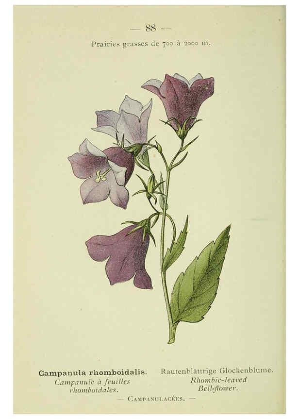 Reproducción/Reproduction 6298287049: Nouvelle flore coloriée de poche des Alpes et des Pyrénées. v.1. Paris,Klincksieck,1906-1912