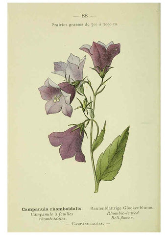 Reproducción/Reproduction 6298287049: Nouvelle flore coloriée de poche des Alpes et des Pyrénées. v.1. Paris,Klincksieck,1906-1912