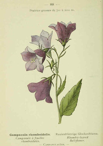 Reproducción/Reproduction 6298287049: Nouvelle flore coloriée de poche des Alpes et des Pyrénées. v.1. Paris,Klincksieck,1906-1912