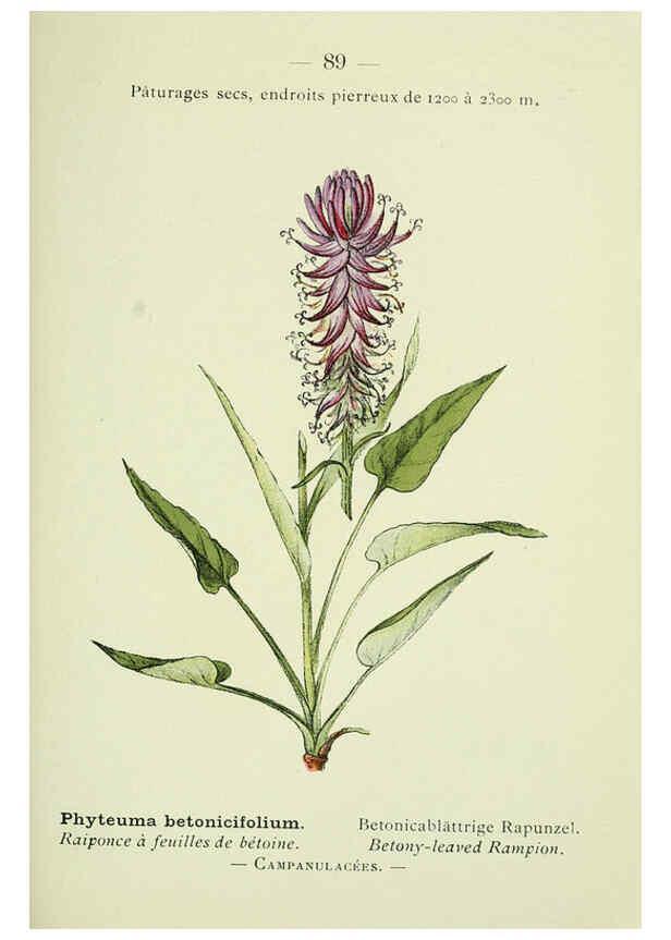 Reproducción/Reproduction 6298818540: Nouvelle flore coloriée de poche des Alpes et des Pyrénées. v.1. Paris,Klincksieck,1906-1912