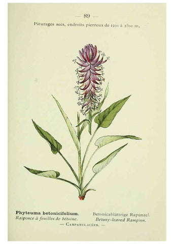 Reproducción/Reproduction 6298818540: Nouvelle flore coloriée de poche des Alpes et des Pyrénées. v.1. Paris,Klincksieck,1906-1912
