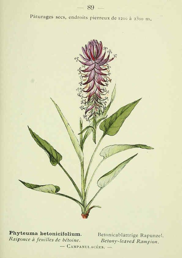 Reproducción/Reproduction 6298818540: Nouvelle flore coloriée de poche des Alpes et des Pyrénées. v.1. Paris,Klincksieck,1906-1912