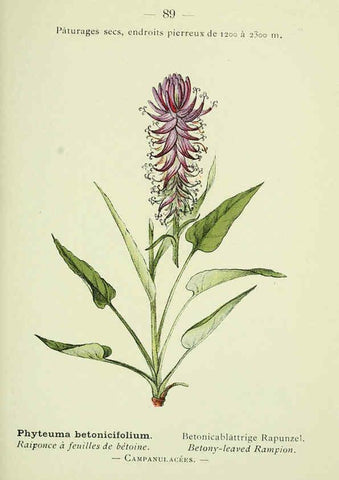 Reproducción/Reproduction 6298818540: Nouvelle flore coloriée de poche des Alpes et des Pyrénées. v.1. Paris,Klincksieck,1906-1912