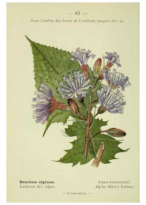 Reproducción/Reproduction 6298816580: Nouvelle flore coloriée de poche des Alpes et des Pyrénées. v.1. Paris,Klincksieck,1906-1912