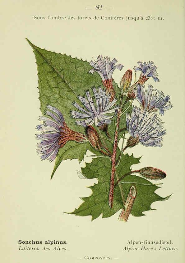 Reproducción/Reproduction 6298816580: Nouvelle flore coloriée de poche des Alpes et des Pyrénées. v.1. Paris,Klincksieck,1906-1912