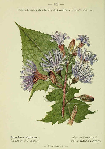 Reproducción/Reproduction 6298816580: Nouvelle flore coloriée de poche des Alpes et des Pyrénées. v.1. Paris,Klincksieck,1906-1912